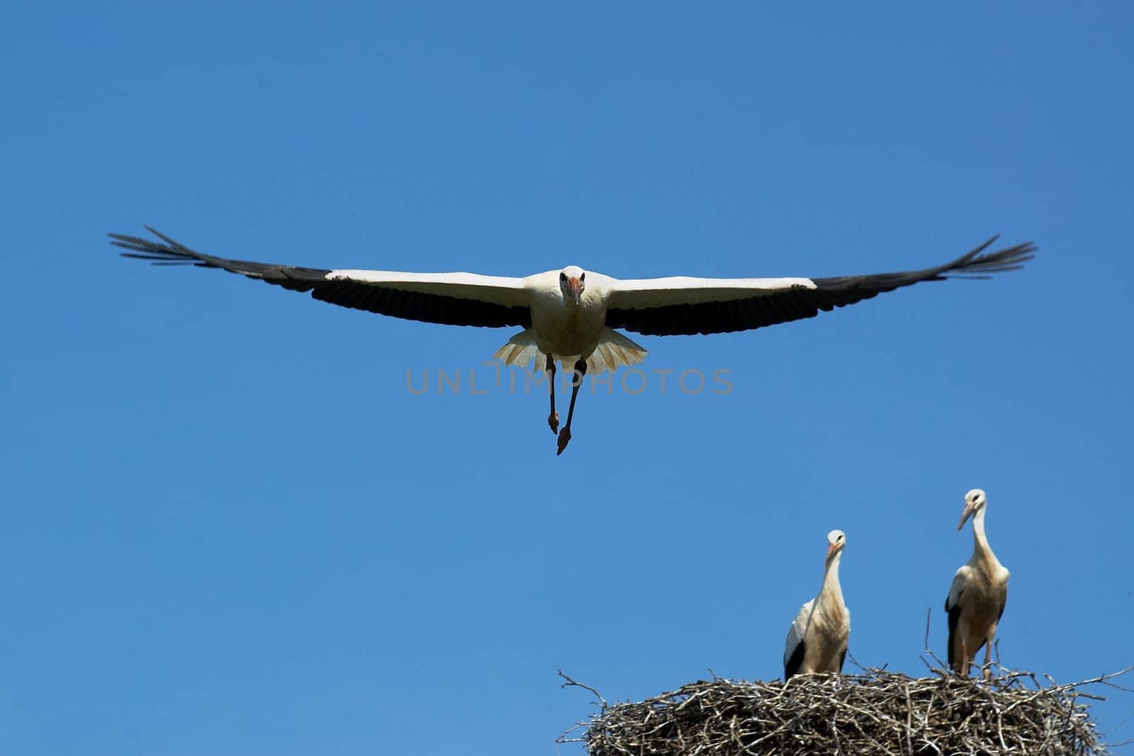 Young stork during flight exercise