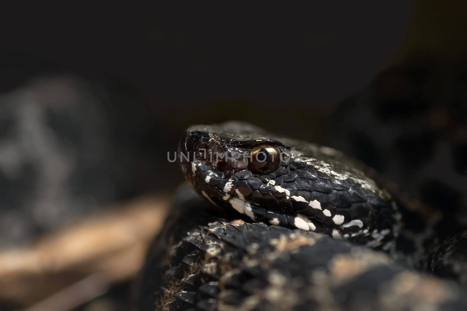 Pygmy Rattlesnake