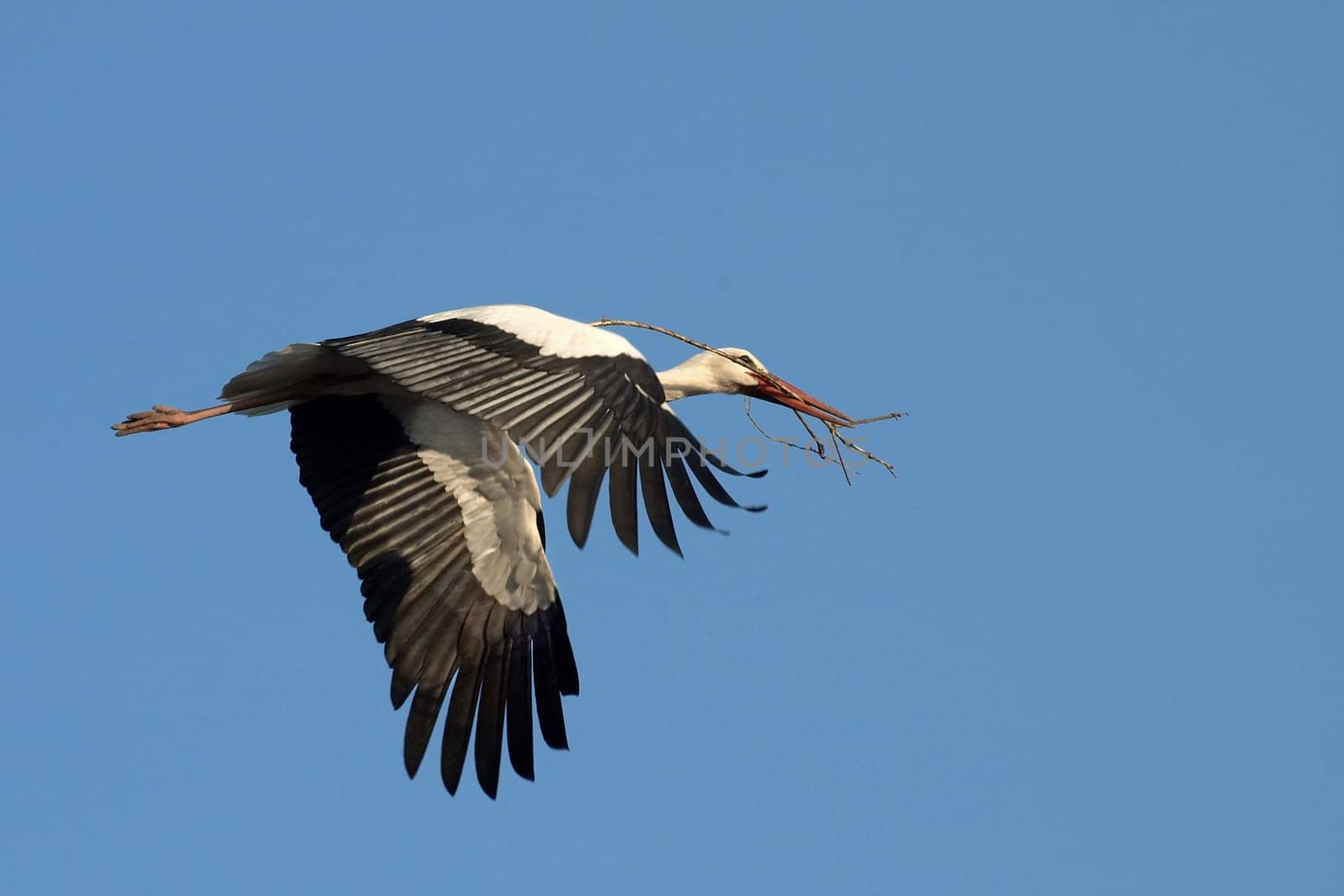 White stork with nesting material