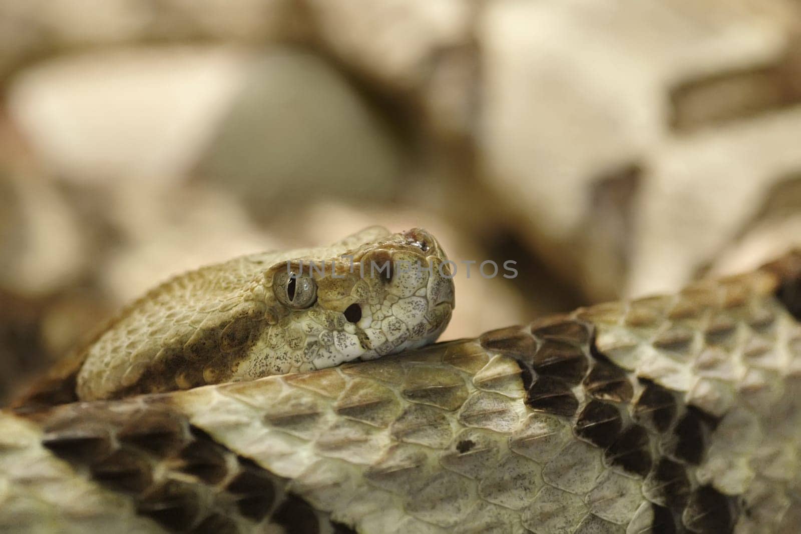 Wood Rattlesnake (2)