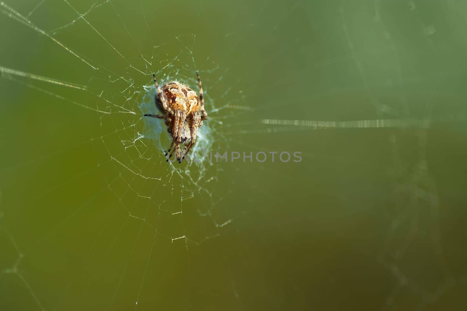Garden spider in its web