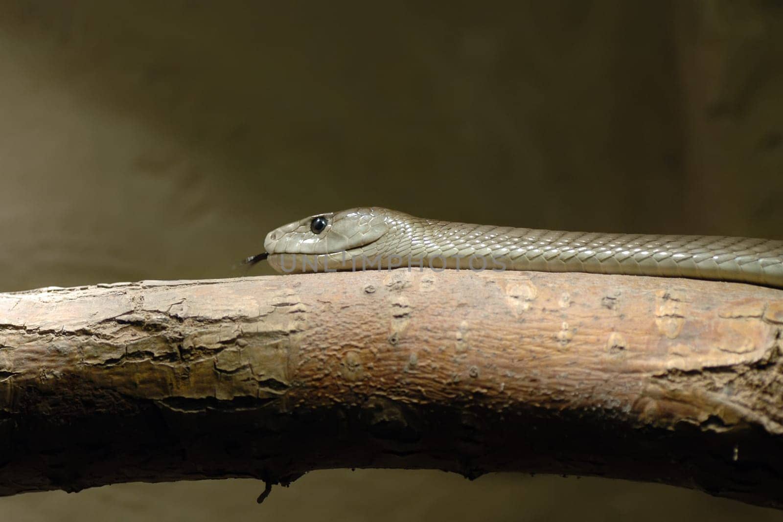 Black Mamba