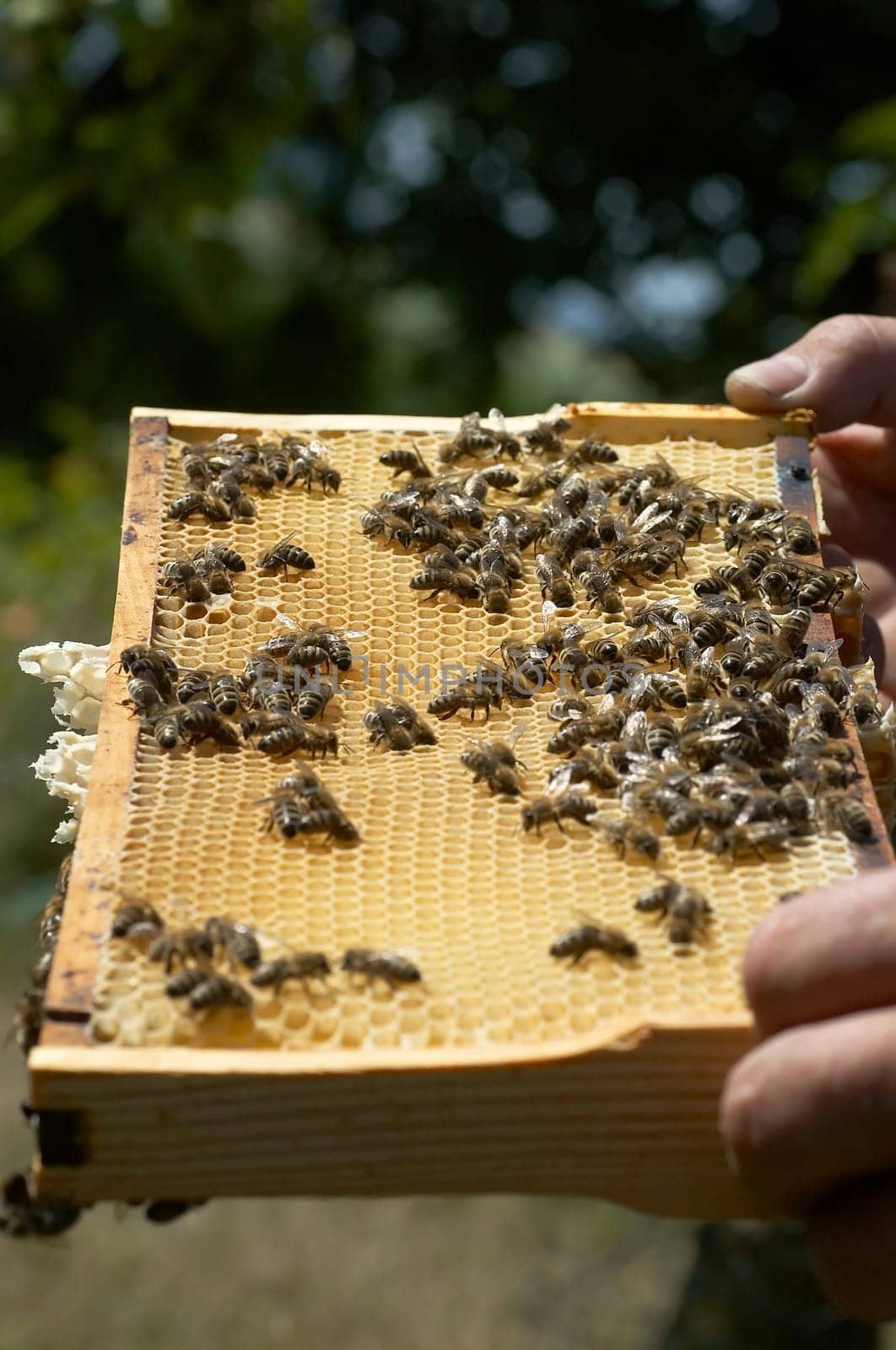Bee colony on honeycomb