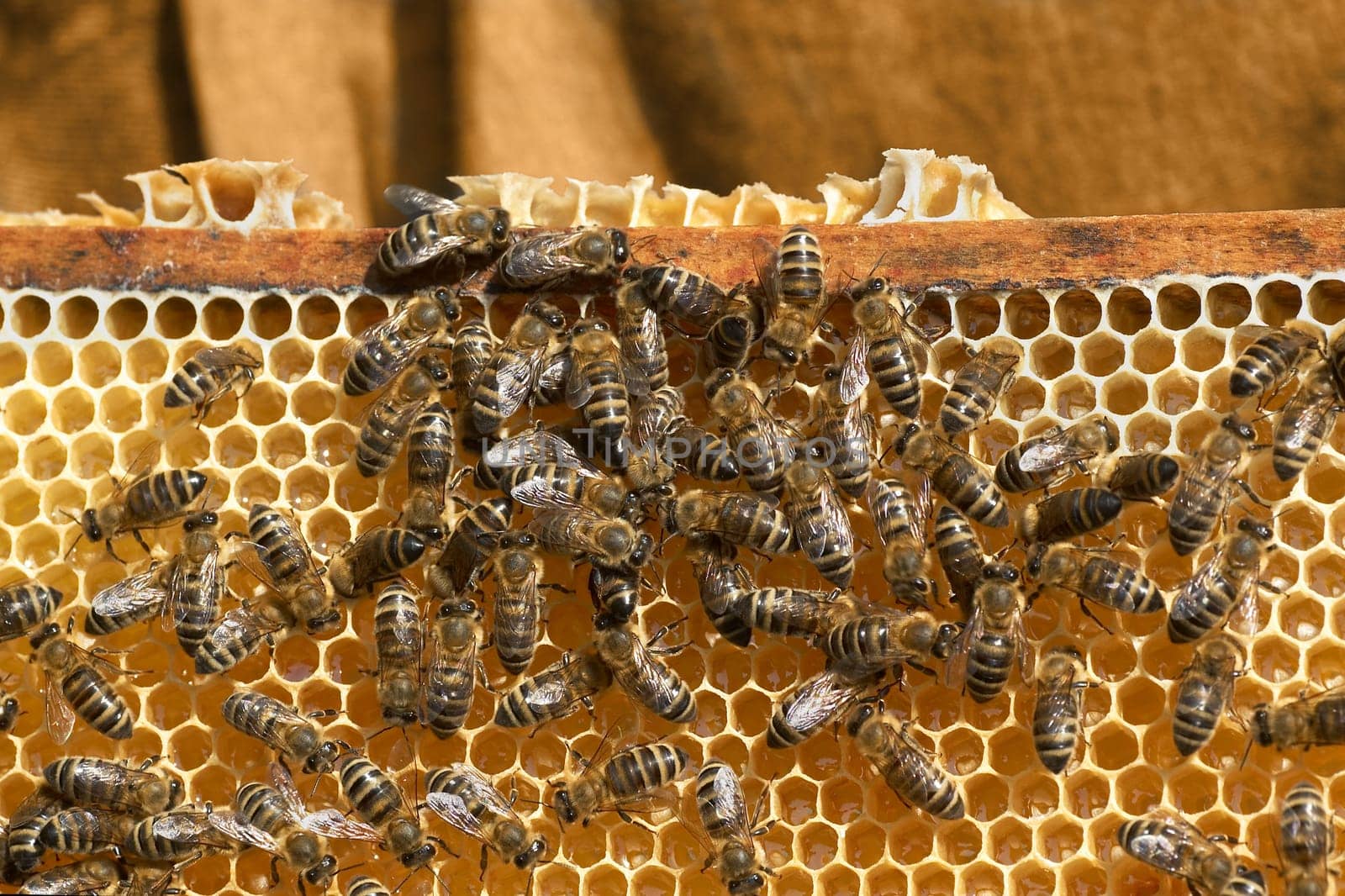 Bee colony on honeycomb (2)