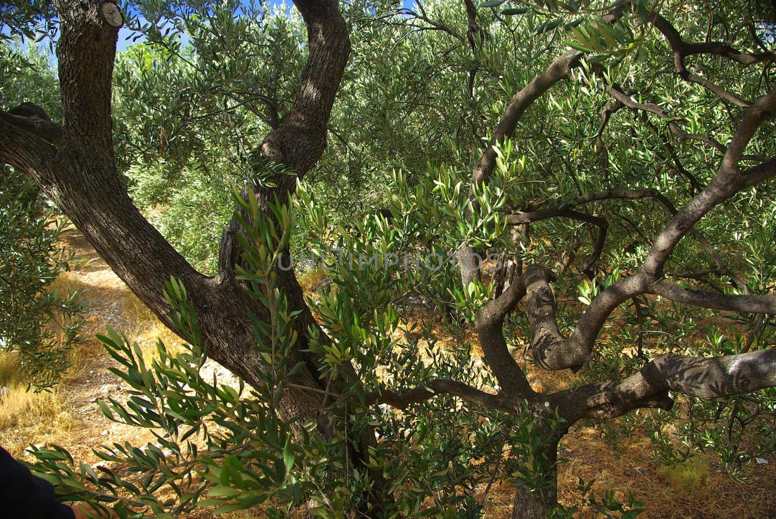 Olive Tree 19