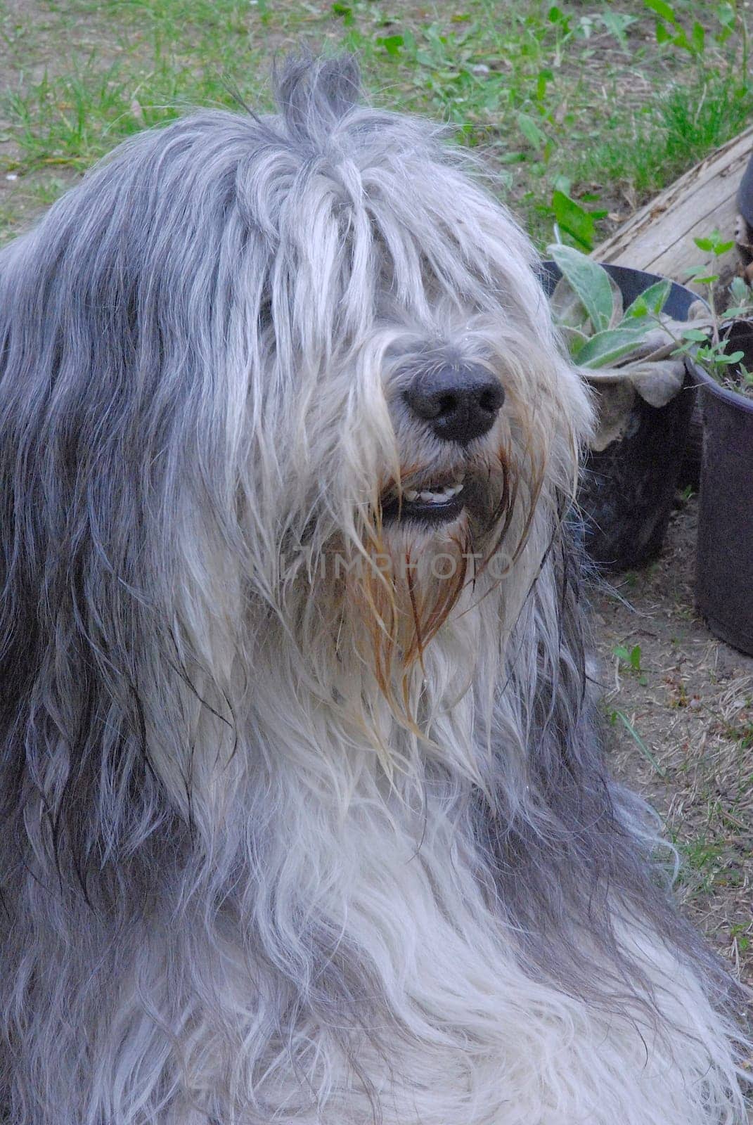 Pon in the garden