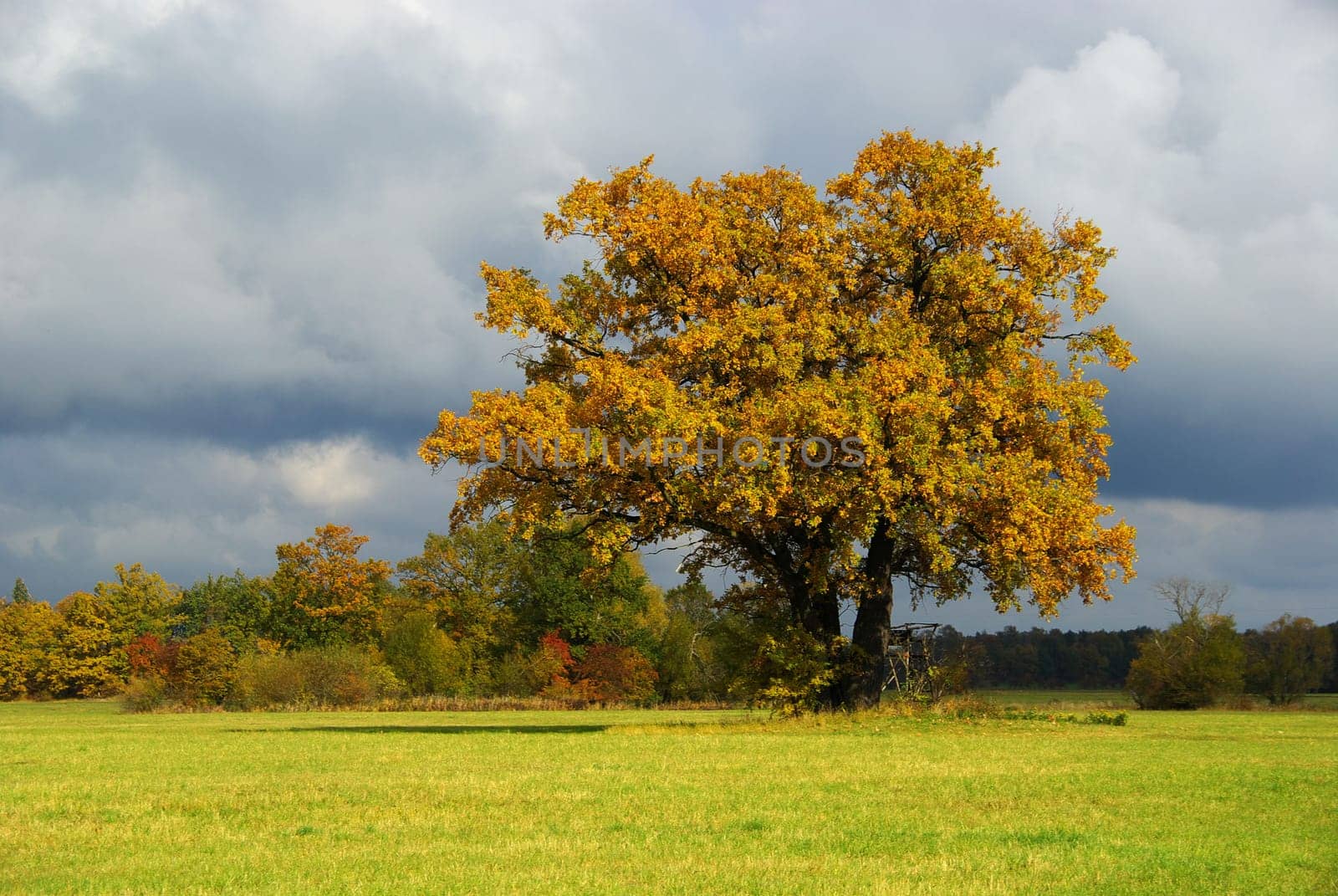 Oak 16
