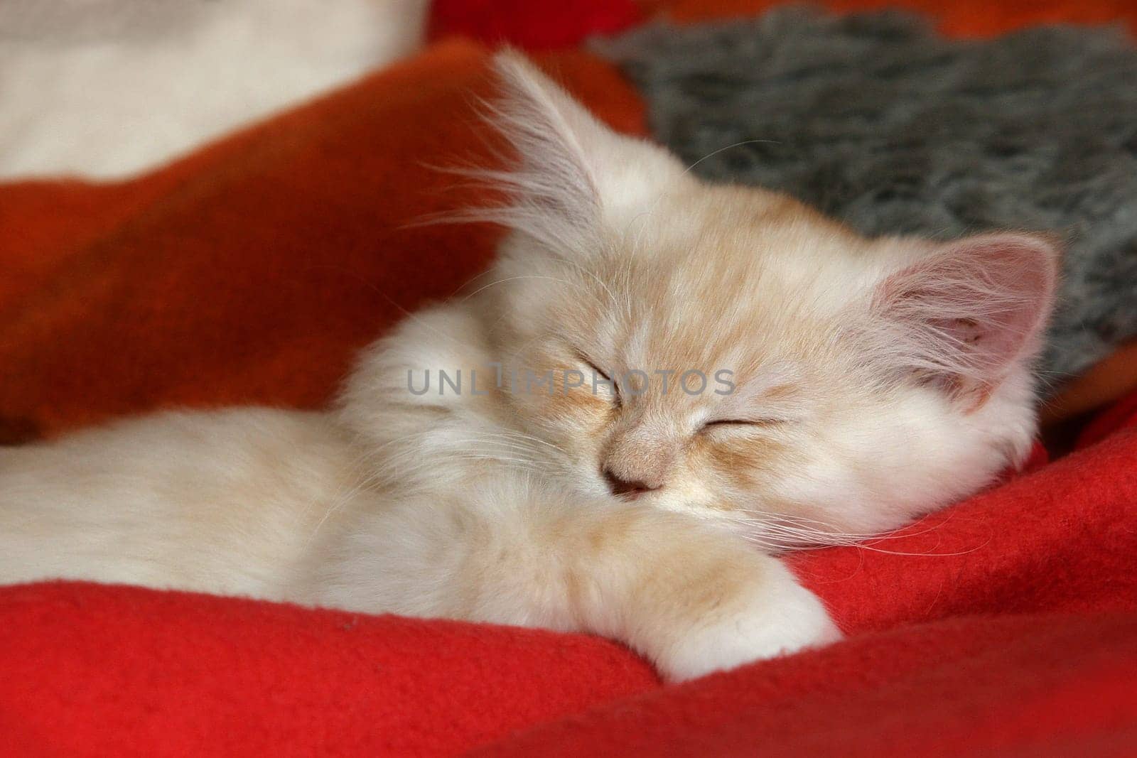 Siesta