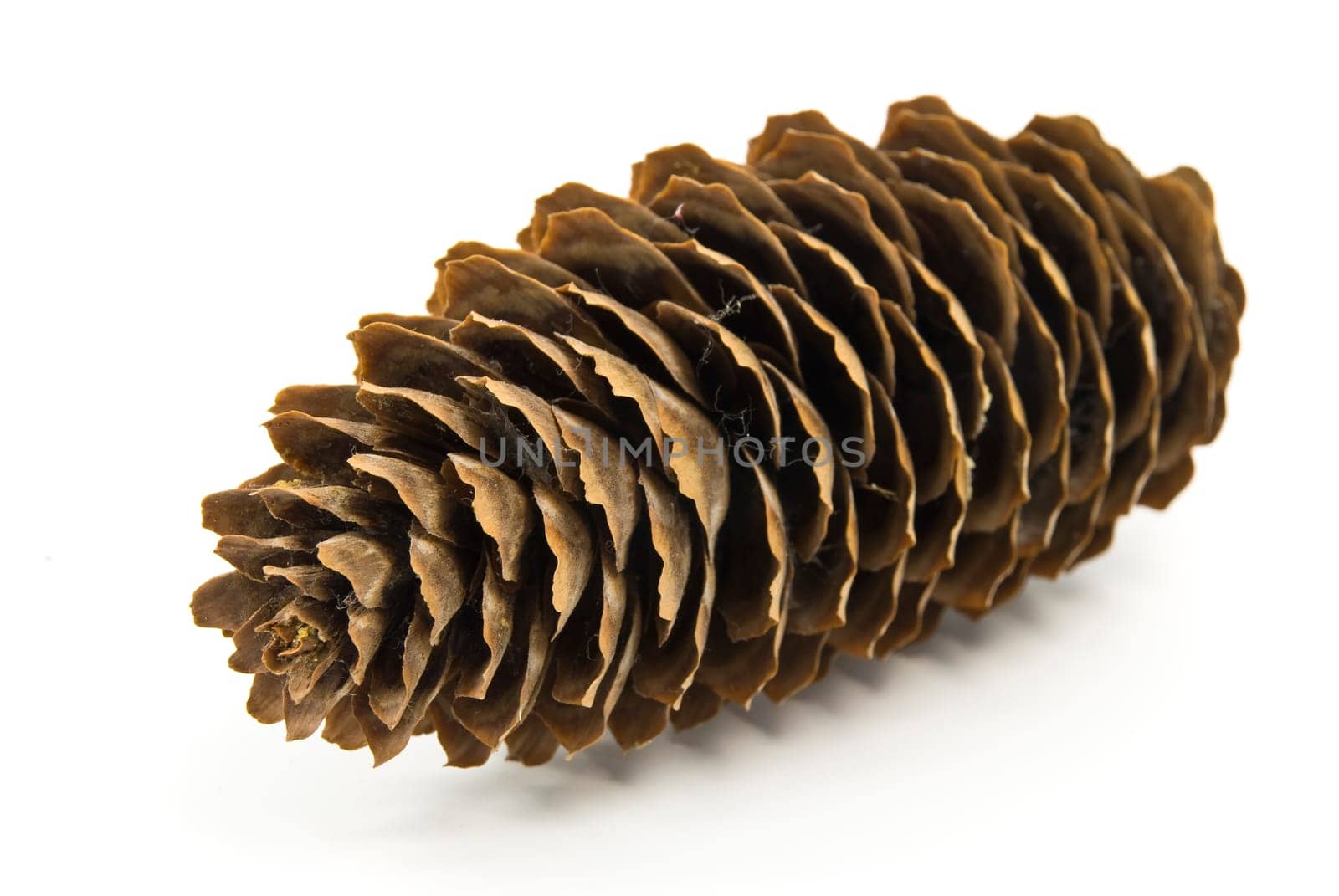 Pine cone isolated on white