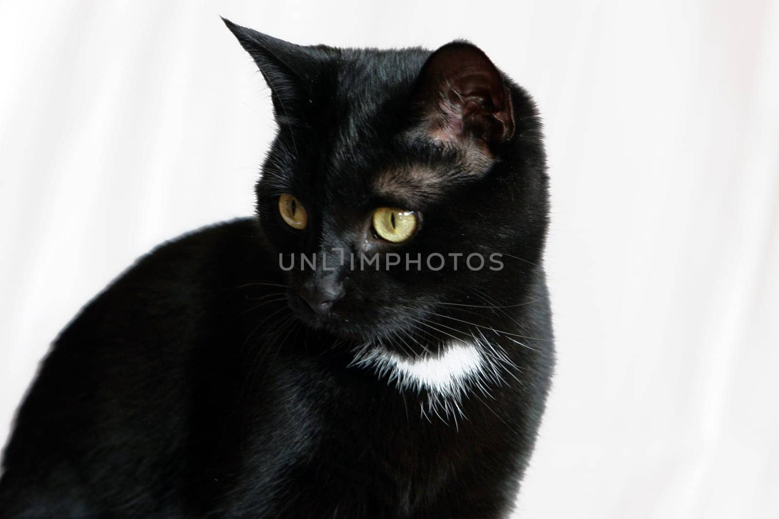 Black cat
