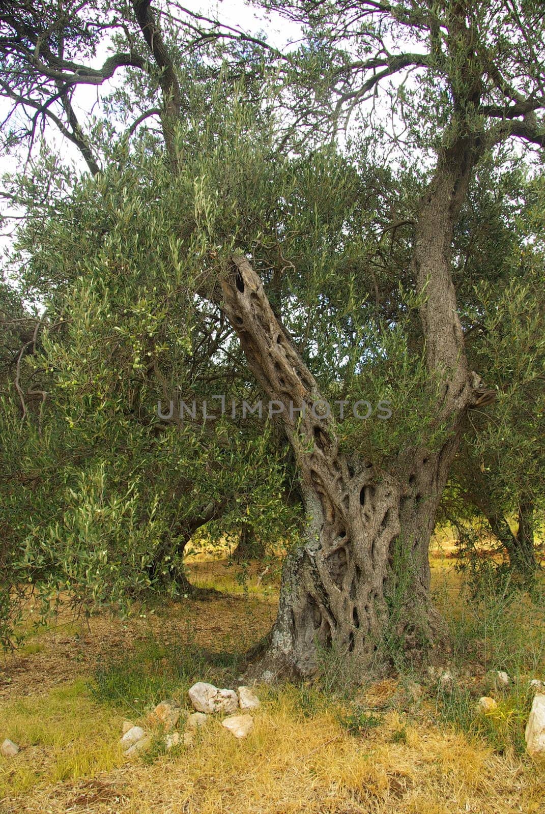 Olive Tree 36
