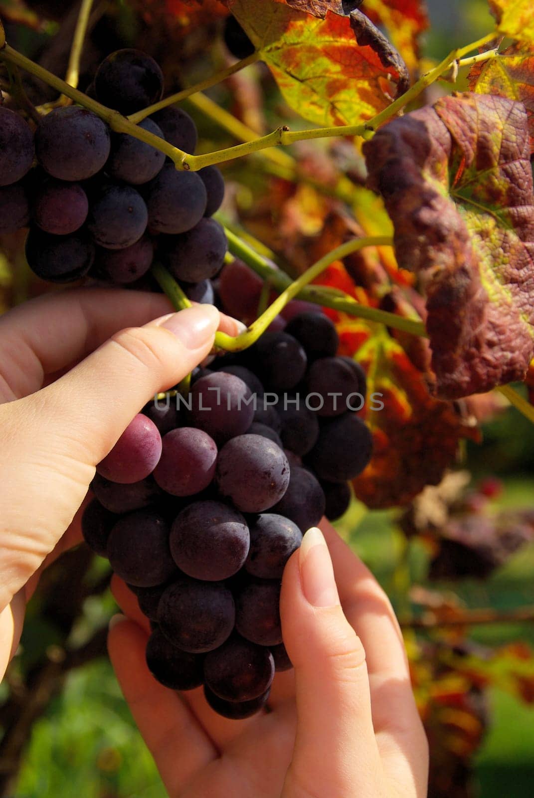 Wine 11