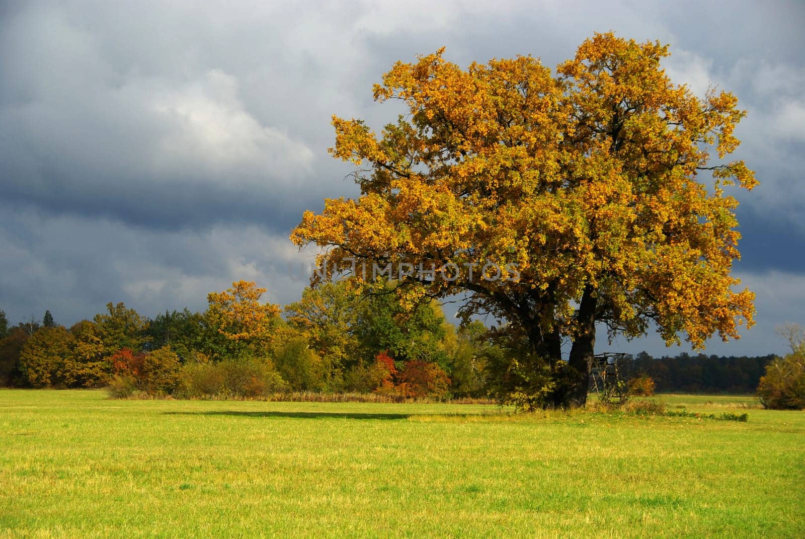 Oak 15