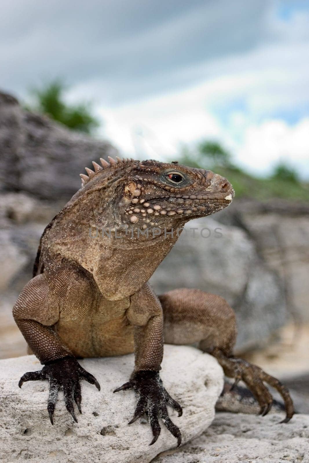 Belttail Iguana