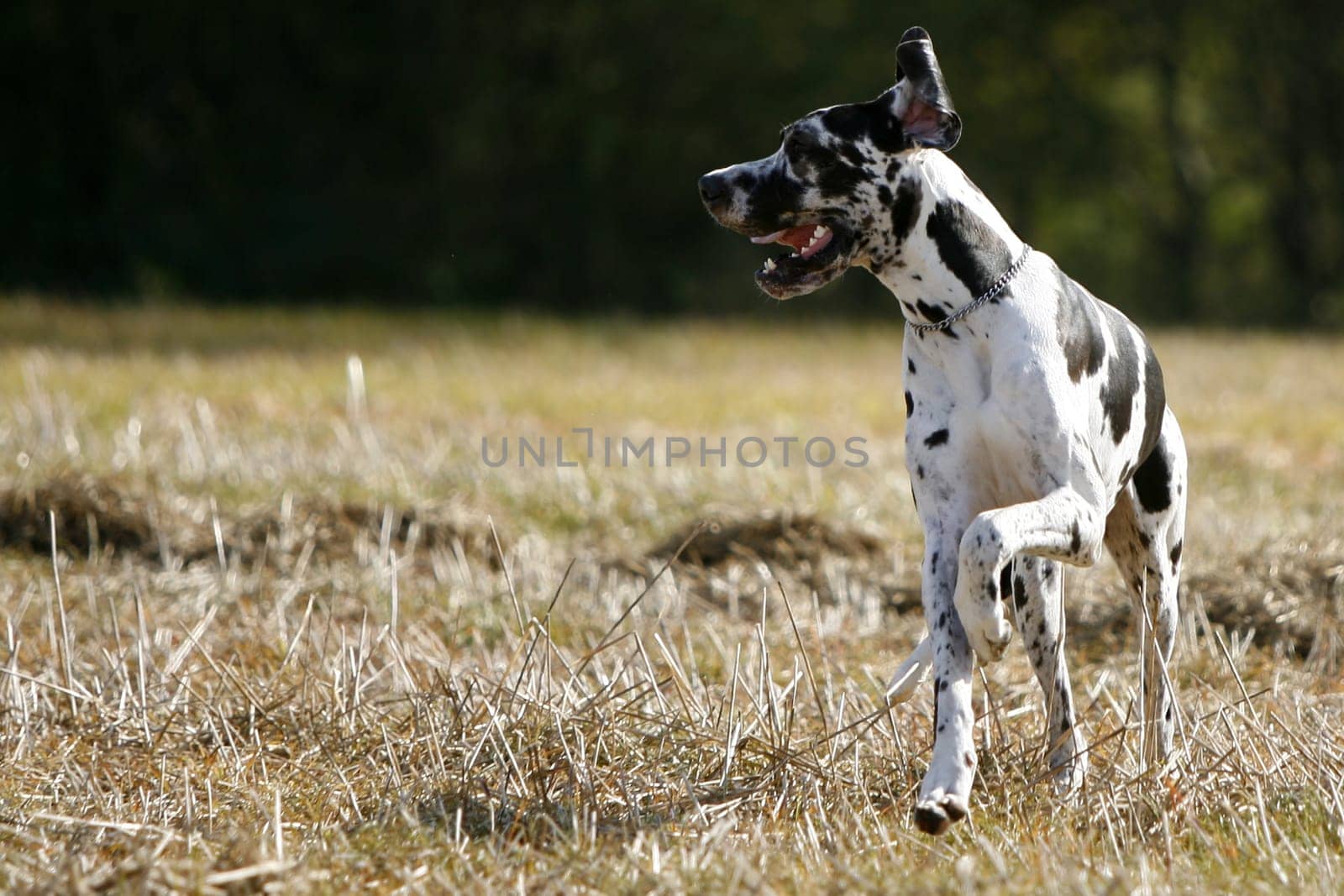 Great Dane male