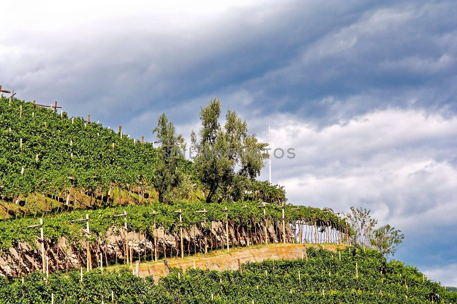 Vineyards II
