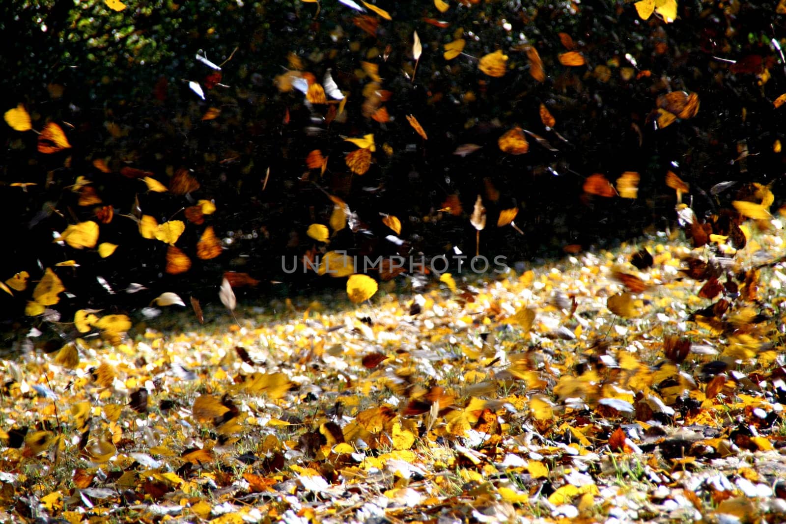 Autumn wind