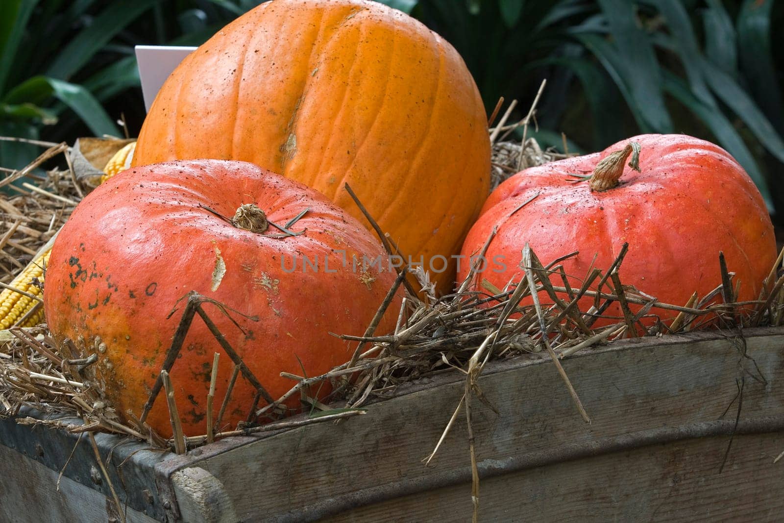 Pumpkin Time