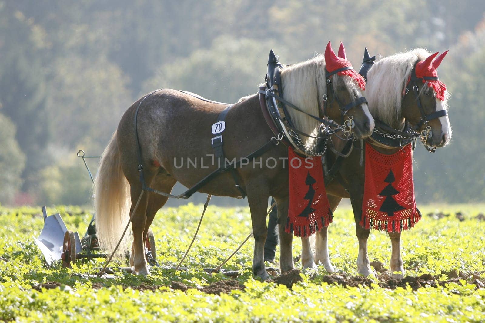 Workhorses