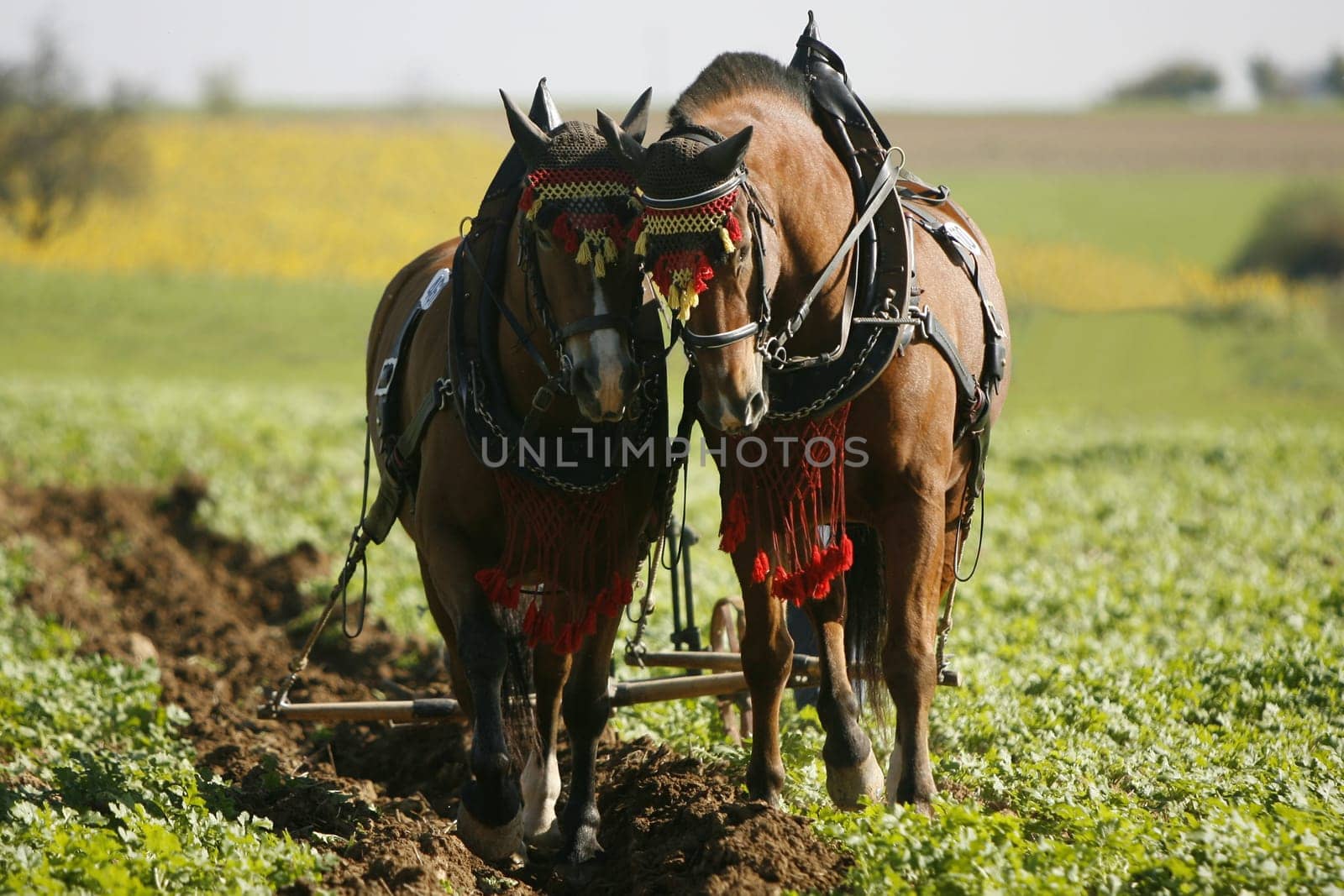 Workhorses