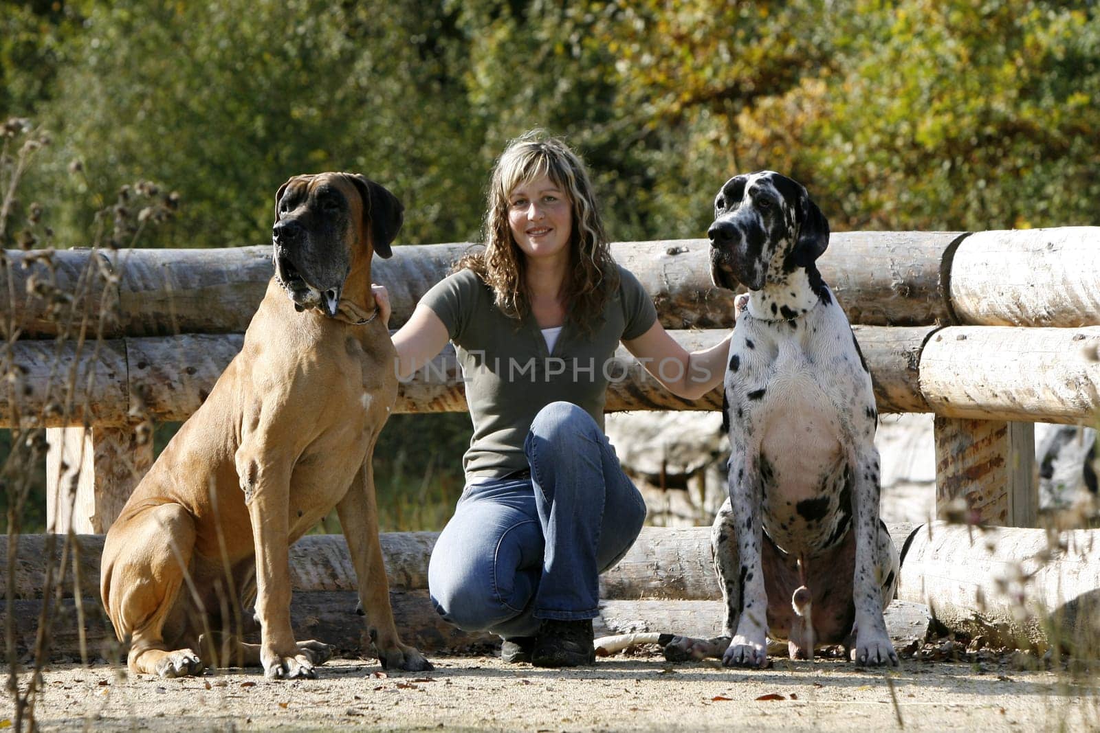 Woman with 2 great mastiffs