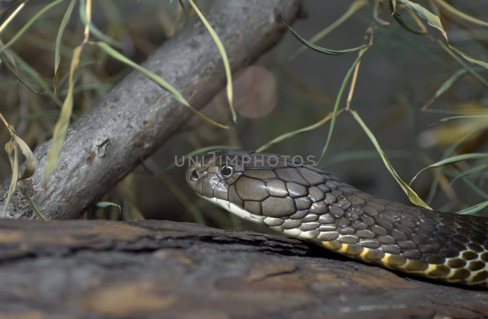 King Cobra (1)