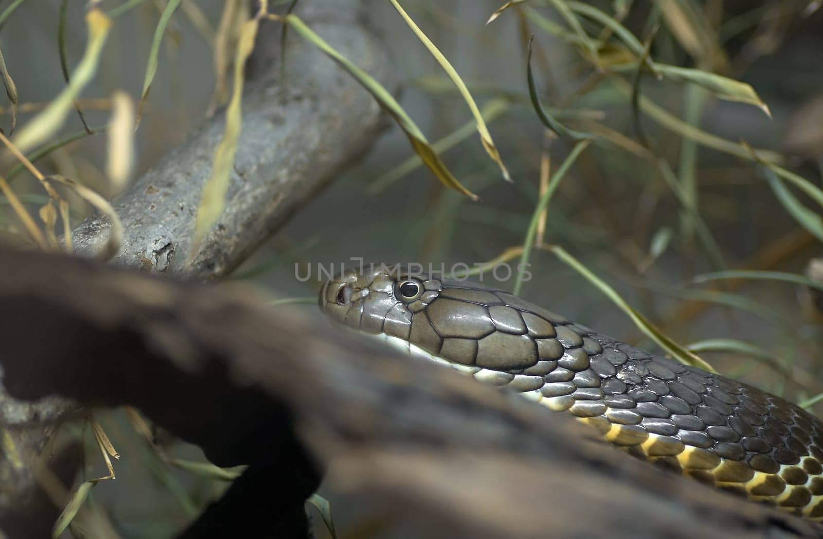 King Cobra (3)