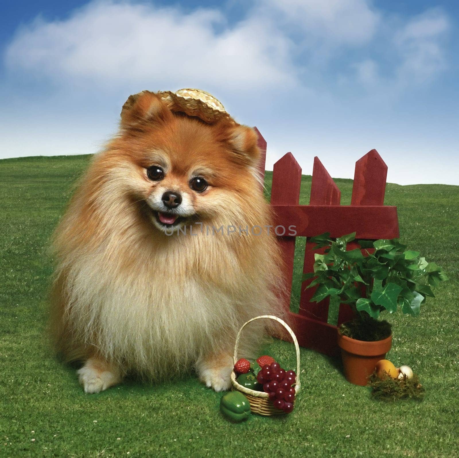 Dog in the garden