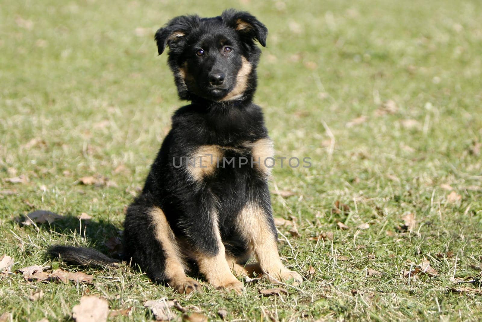 dog puppy