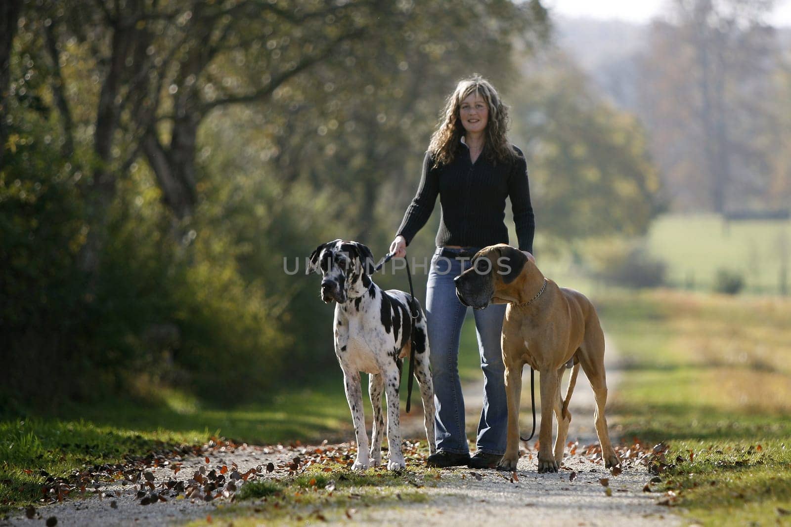 Woman with 2 great mastiffs