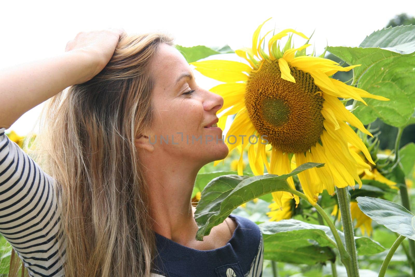 Summer,Sun,Sunflower Field