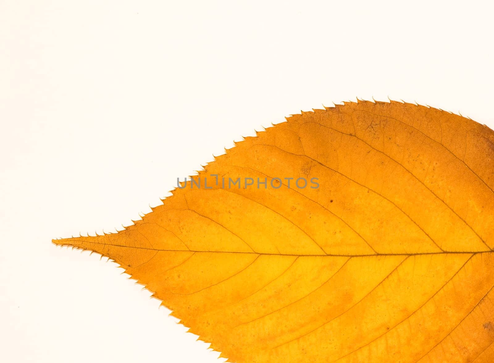 Leaf Ship