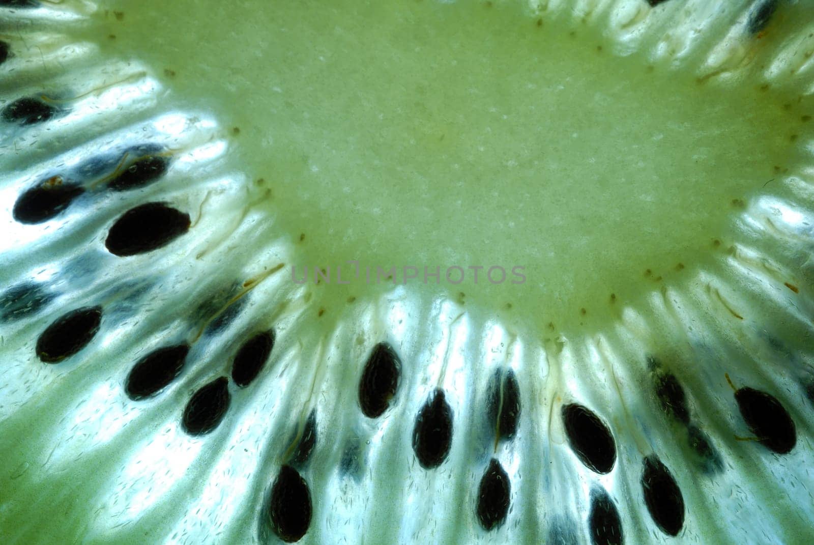 Kiwi Detail