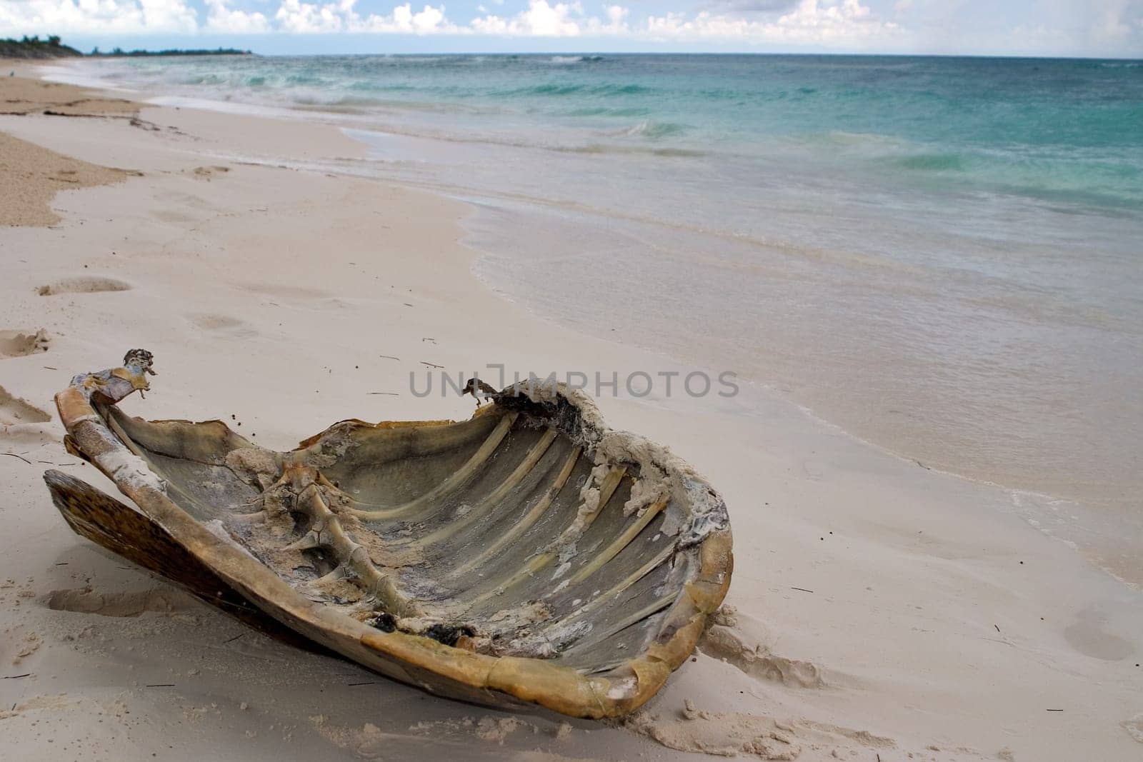 Carapace of a green sea turtle,you can clearly see the spine and ribs fused with the carapace,found on the beach,Cayo Largo/Cuba