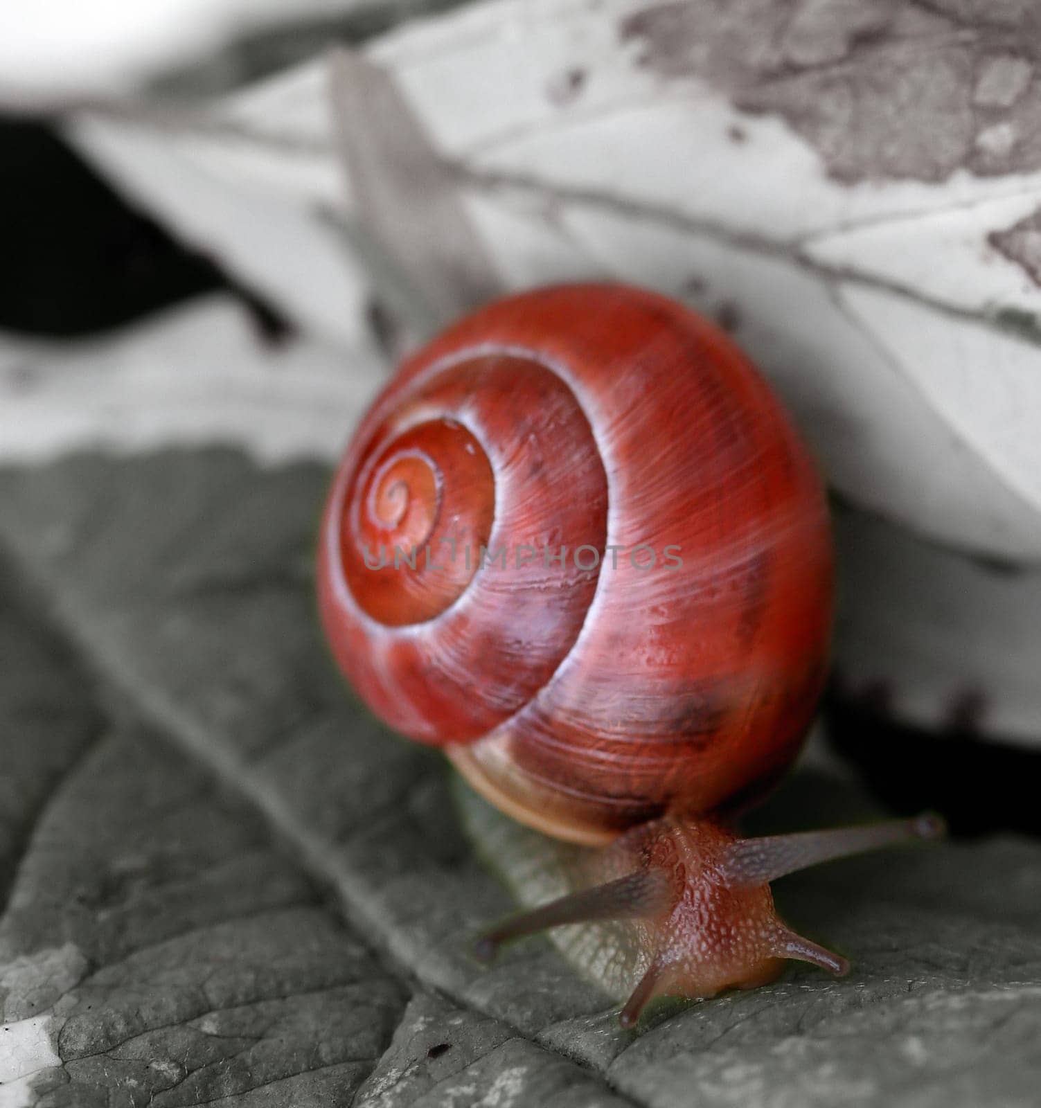 Snail