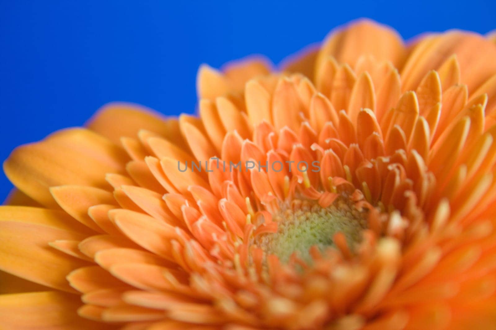 Gerbera