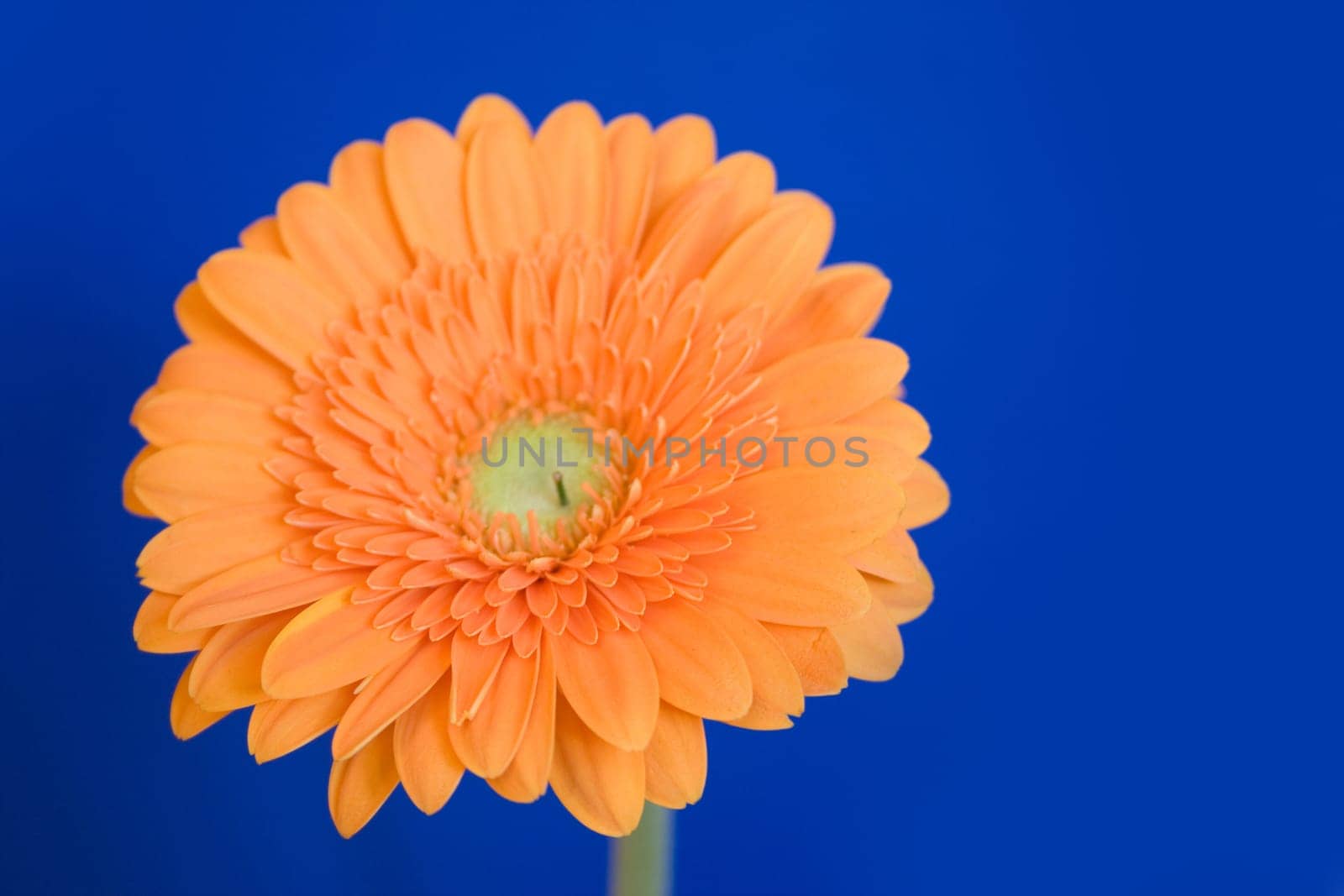 Gerbera