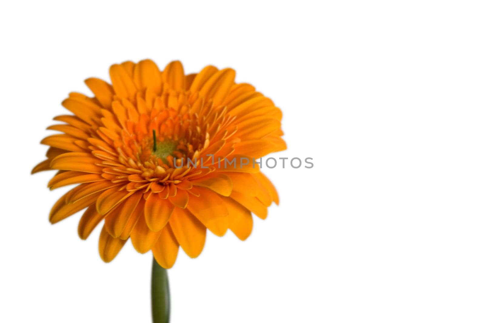 Gerbera