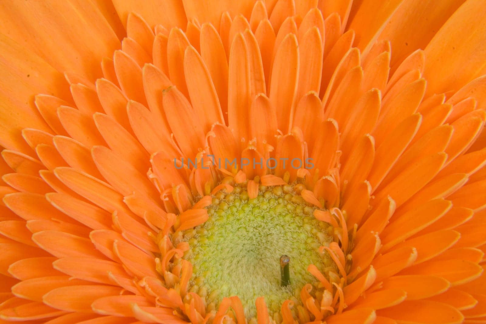 Gerbera