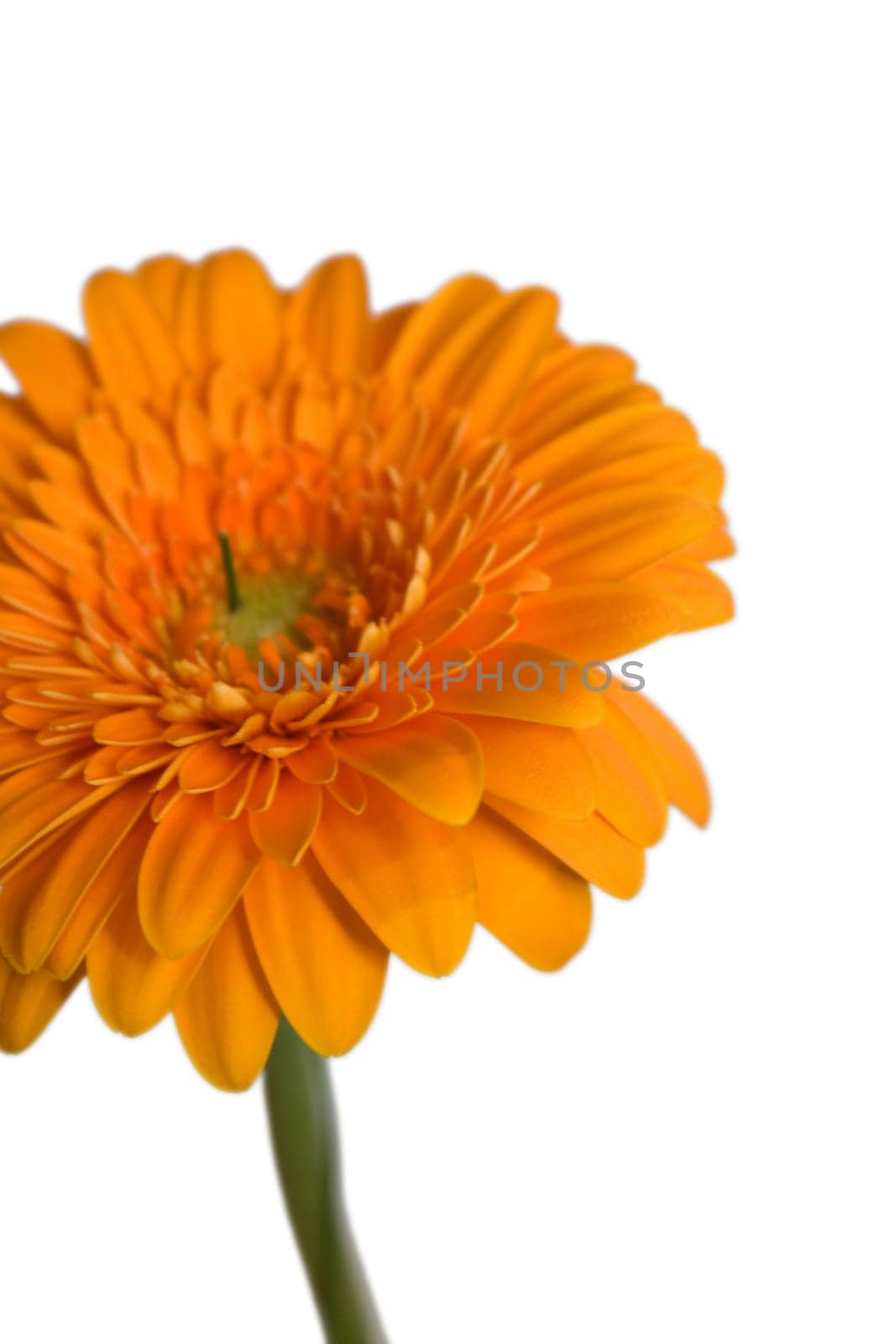 Gerbera
