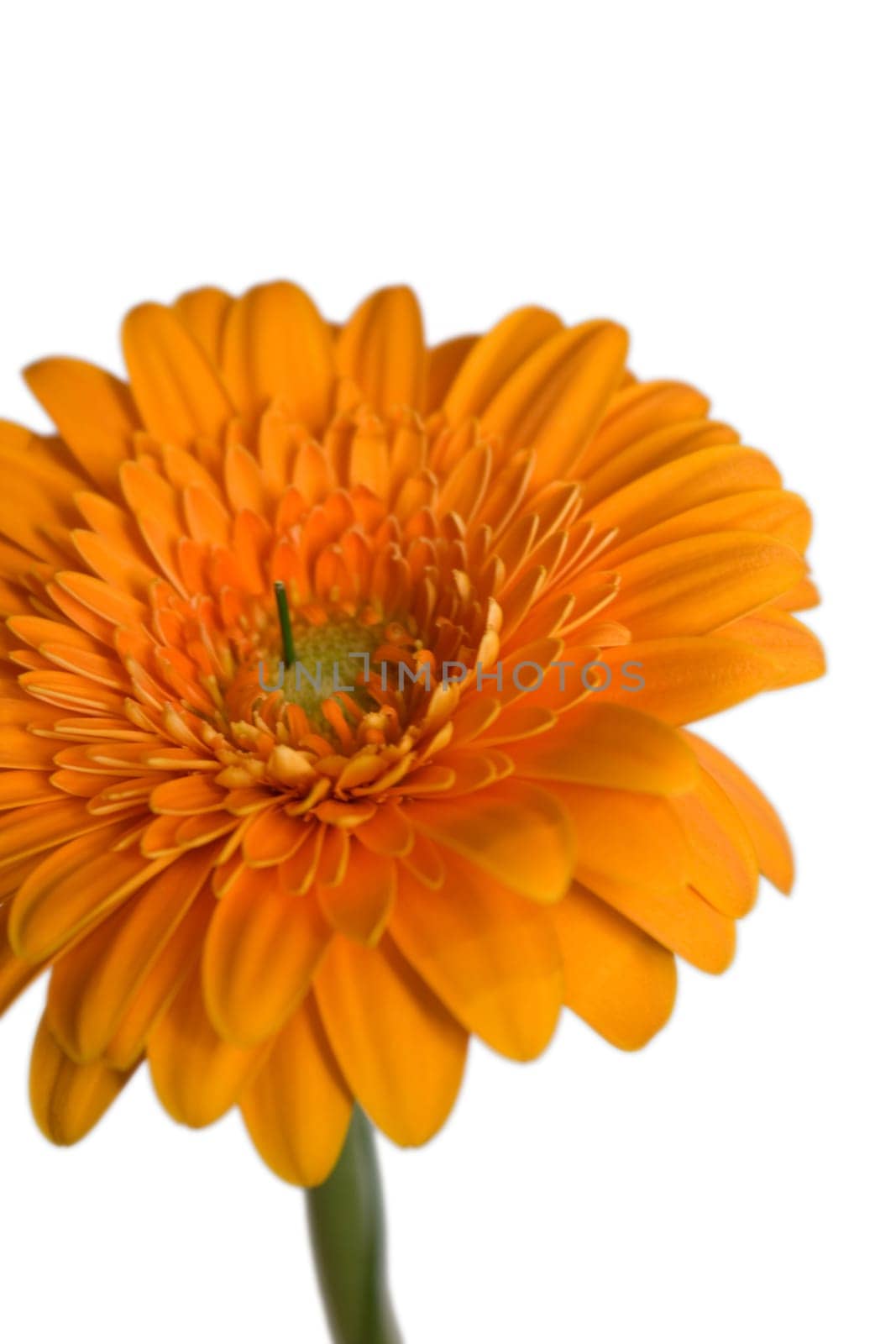 Gerbera