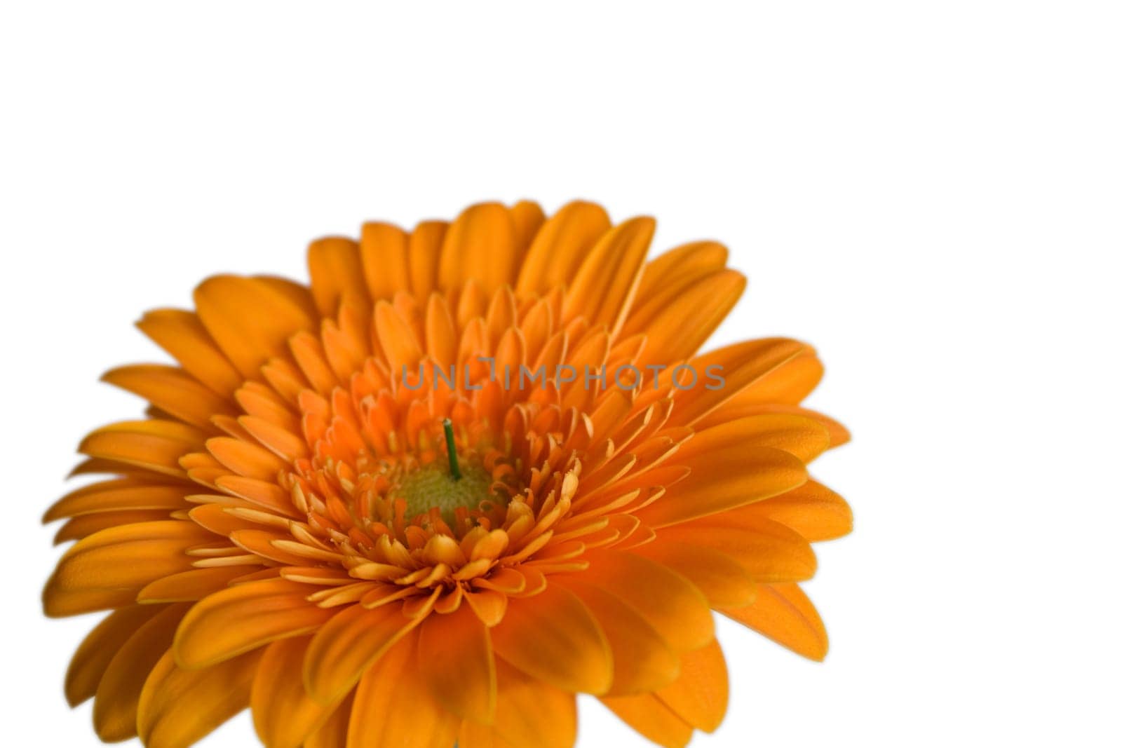 Gerbera