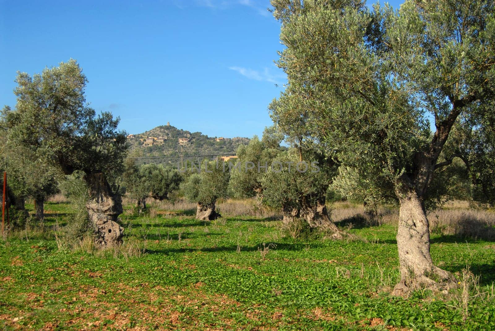 Plantation