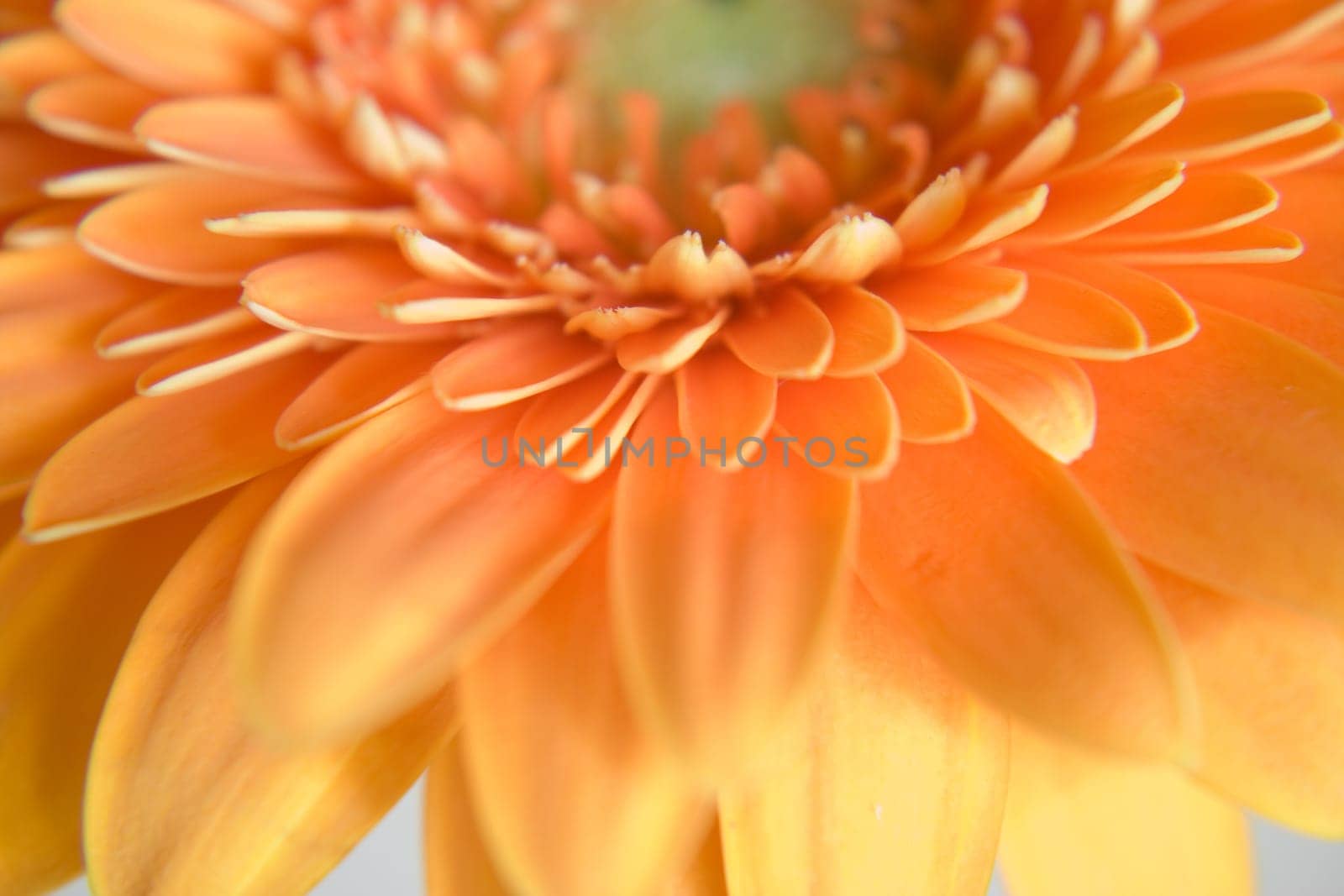 Gerbera