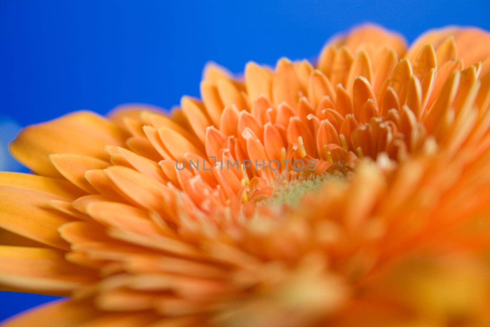 Gerbera