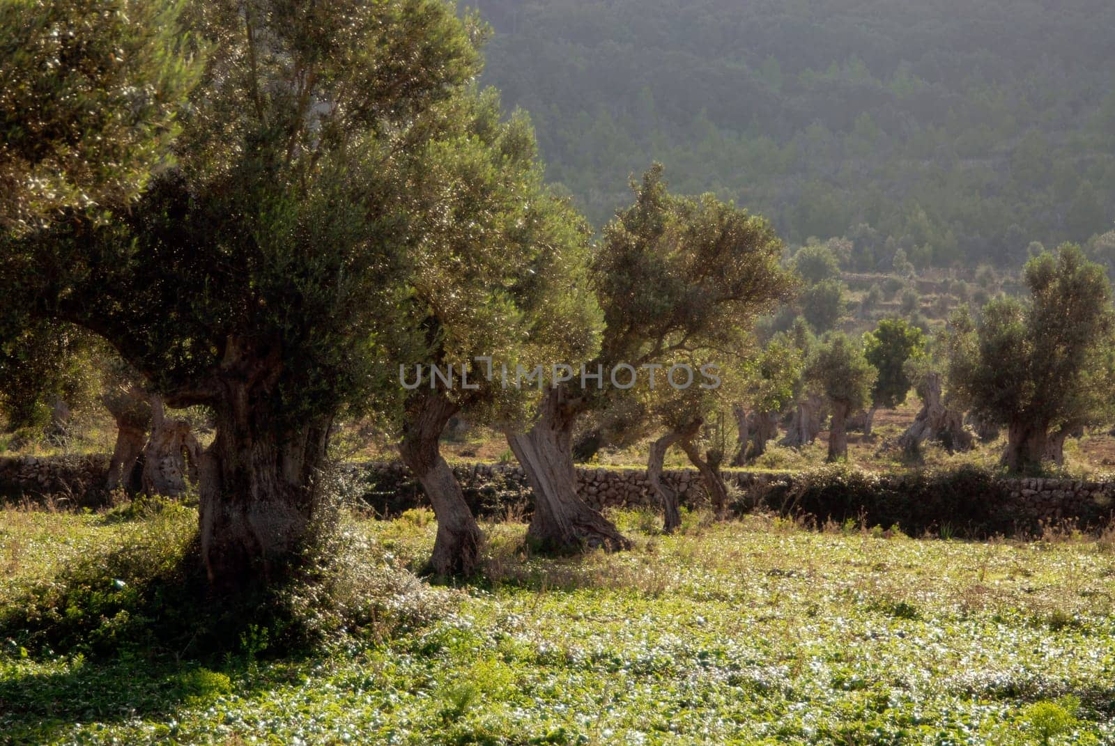 Olive plantation