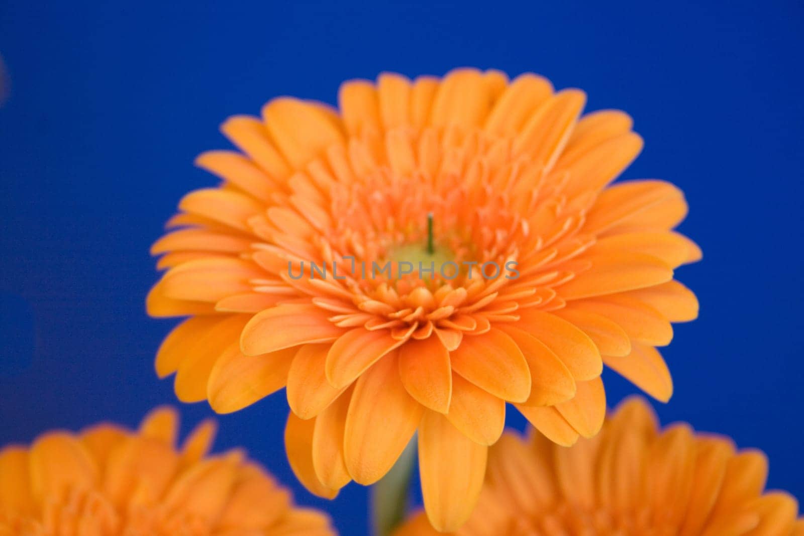 Gerbera