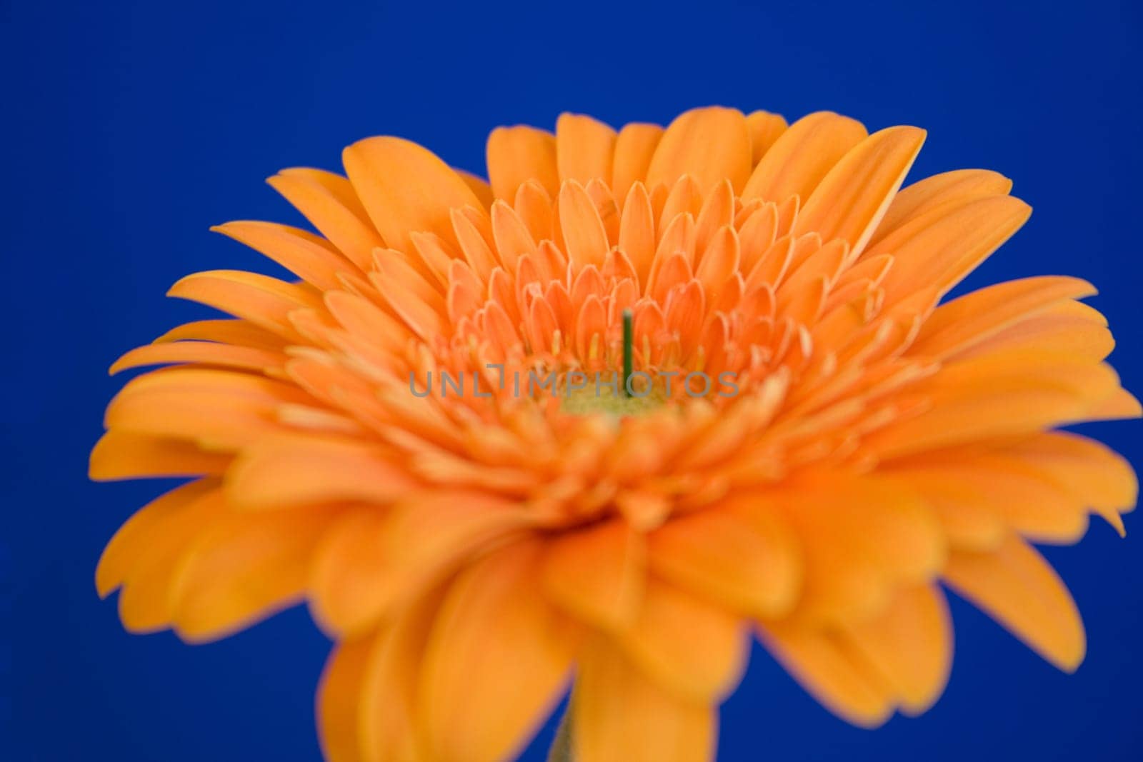 Gerbera