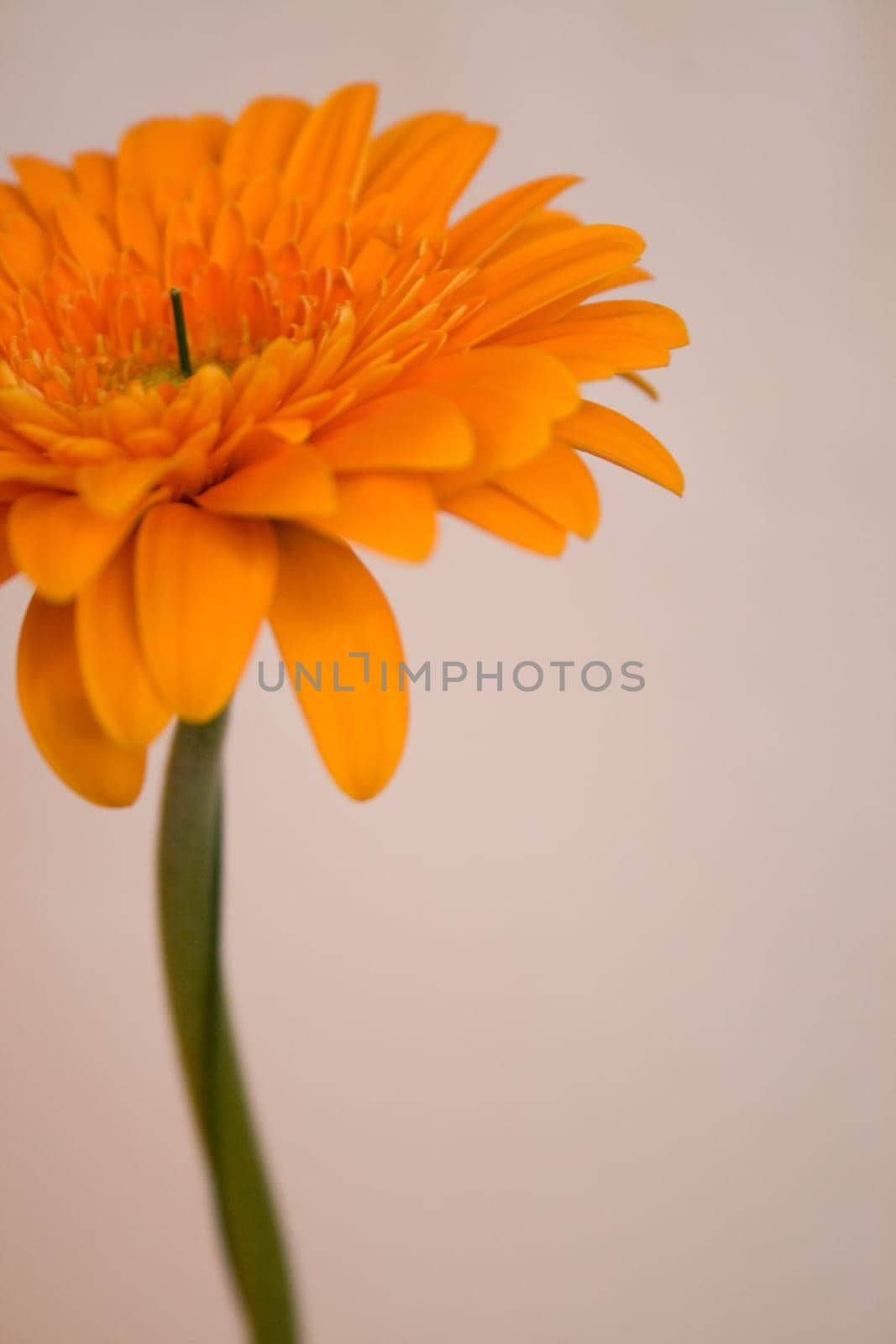 Gerbera