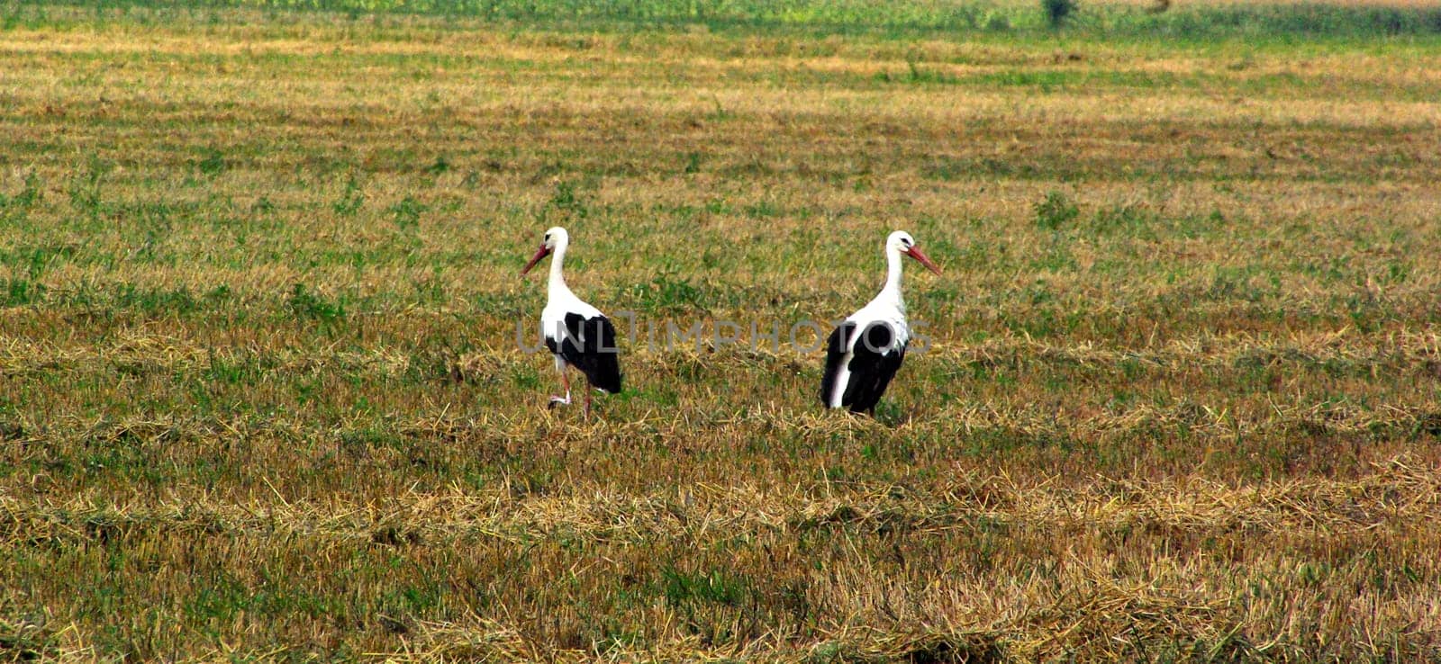 Stork 02